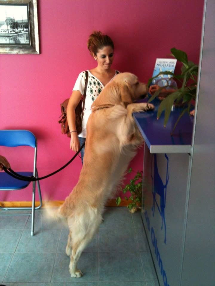 Clínica Veterinaria los Olmos perro café saludando