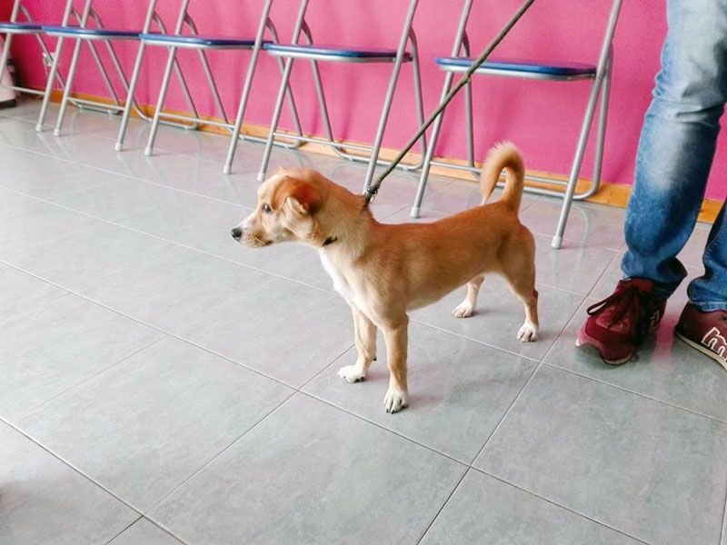 Clínica Veterinaria los Olmos perro en la sala de espera