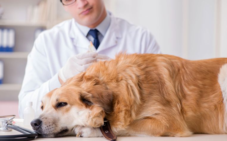 veterinario con perro