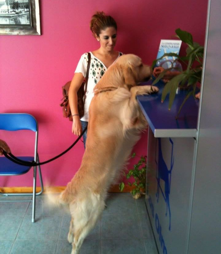 Clínica Veterinaria los Olmos perro café saludando