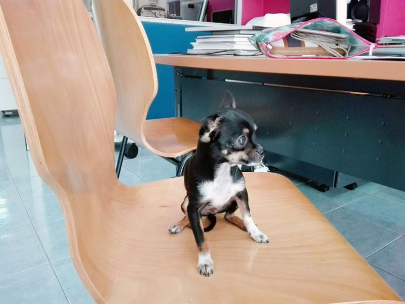 Clínica Veterinaria los Olmos carrocho en una silla