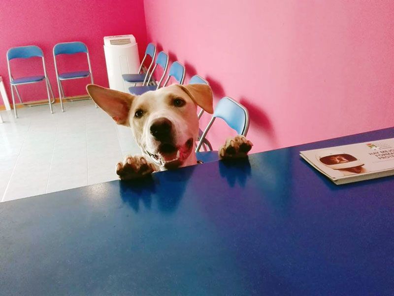 Clínica Veterinaria los Olmos perro en mostrador